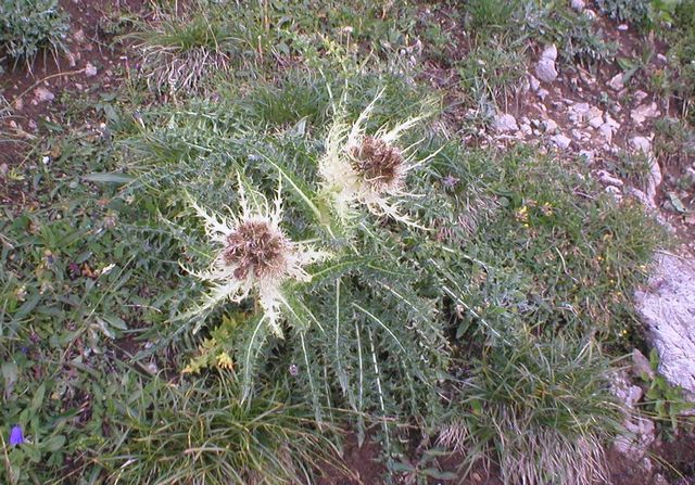Pcháč nejostnitější, Cirsium spinosissimum