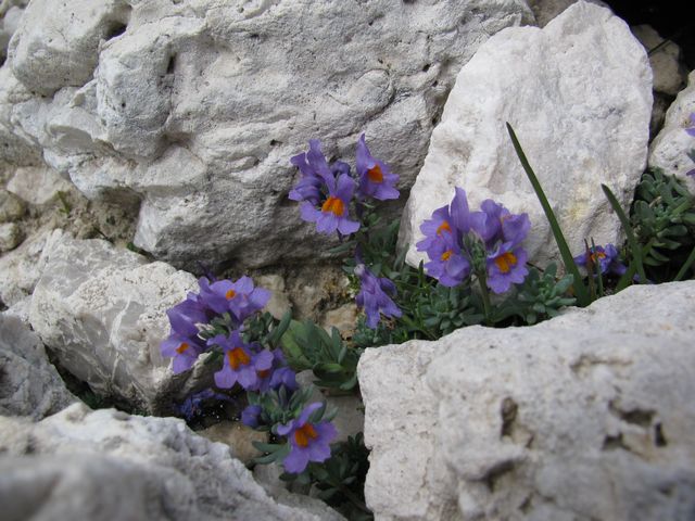 Lnice alpská, Linaria alpina