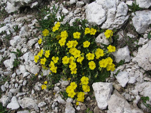 Devaterník alpský, Helianthemum alpestre