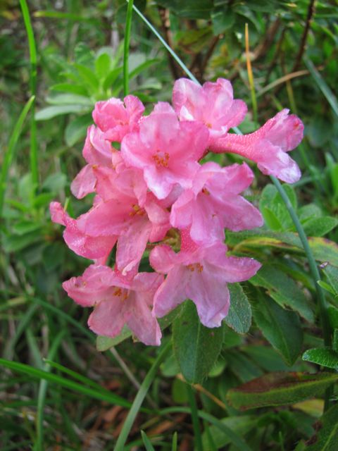 Pěnišník srstnatý, Rhododendron hirsutum
