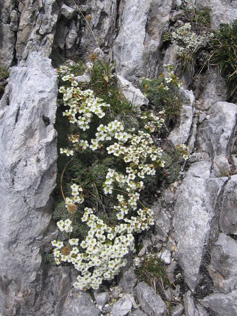 Lomikámen, Saxifraga ssp.