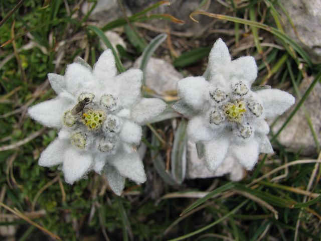 Plesnivec alpský (protěž), Leontopodium alpinum