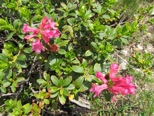 Pěnišník rezavý, Rhododendron ferrugineum