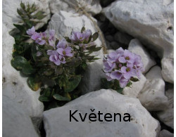 Květena