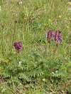 Vlnice, Oxytropis ssp.