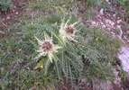 Pcháč nejostnitější, Cirsium spinosissimum