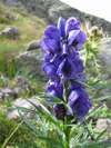 Oměj tuhý, Aconitum firmum