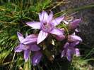 Hořeček, Gentianella ssp.