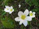 Sasanka, Anemone ssp.