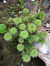 Rozchodnice, Rhodiola cf. rosea