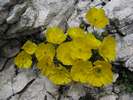 Mák horský, Papaver alpinum rhaeticum