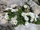 Rožec širolistý, Cerastium latifolium