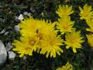 Pampeliška horská, Taraxacum cf. alpinum