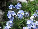 Pomněnka vysokohorská, Myosotis alpestris