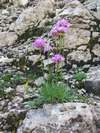 Trávnička horská, Armeria alpina