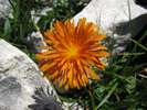 Škarda zlatá, Crepis aurea