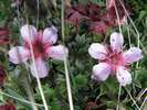 Mochna triglavská, Potentilla nitida