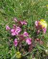 Všivec zobánkatohlavatý, Pedicularis rostratocapitata