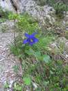 Orlíček alpský, Aquilegia alpina