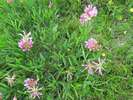 Jetel alpský, Trifolium alpinum