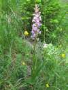 Vstavač, Orchis ssp.