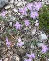 Hvozdík Waldsteinův, Dianthus cf. sternbergii