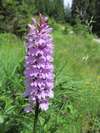 Prstnatec, Dactylorhiza ssp.