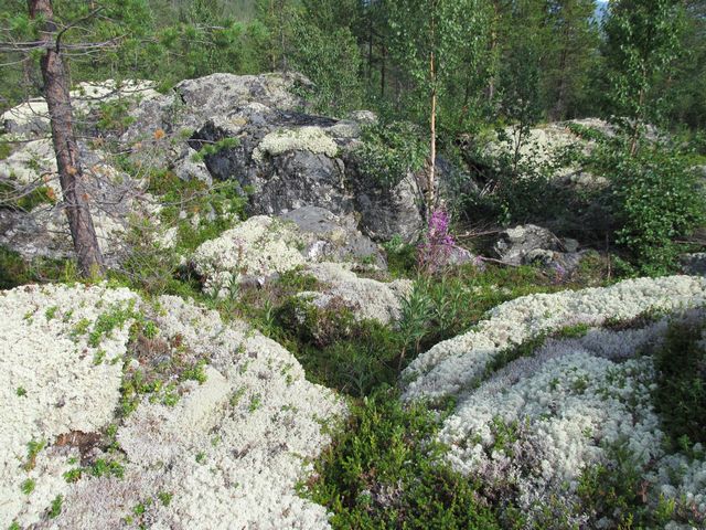 Les v Jotunheimen