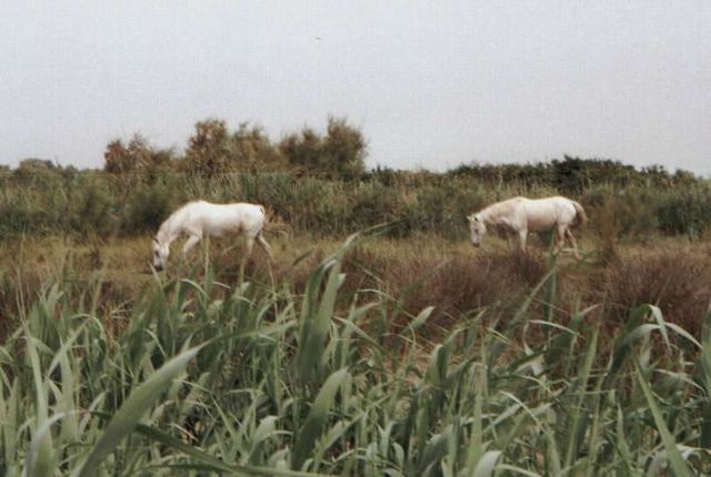 Camargue - koně