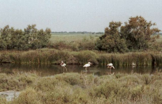 Camargue - plameňáci