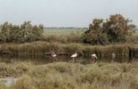 Camargue - plameňáci